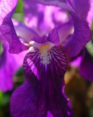 Feliç #DarwinDay! Com va dir Darwin, un dels científics més grans de la història, “La bellesa és el resultat d’una selecció sexual.” I el @botanicsoller n’és ple d’aquesta bellesa! Veniu a gaudir-la aquest cap de setmana! Recorda que obrim dissabte i diumenge de 10 a 14h! #botanicsoller #diadarwin #darwin #sóller #illesbalears #mallorca #iris #flora #instaflower #flowerstagram #garden #jardíbotànic #jardínbotánico #botanicalgarden #hortusbotanicus #visitsóller #serradetramuntana